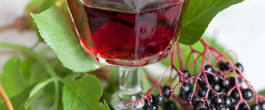 Вино из бузины в домашних условиях — рецепты из цветков и ягод