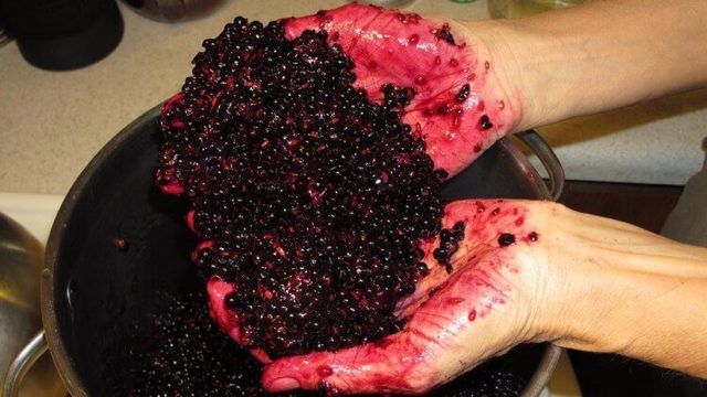 Вино из бузины в домашних условиях — рецепты из цветков и ягод