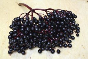 Вино из бузины в домашних условиях — рецепты из цветков и ягод