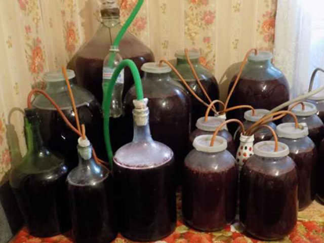 Вино из ежевики в домашних условиях — рецепт и технология