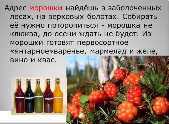 Вино из морошки в домашних условиях: рецепт приготовления и полезные свойства напитка