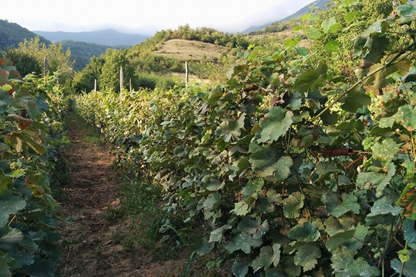 Вино Khvanchkara (Хванчкара): происхождение и главный секрет грузинского рубинового напитка