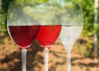Вино Lambrusco (Ламбруско): дегустационные характеристики итальянского игристого и виды напитка