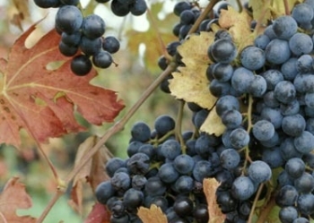 Вино Lambrusco (Ламбруско): дегустационные характеристики итальянского игристого и виды напитка