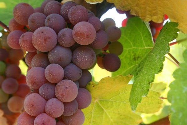 Вино Pinot Grigio (Пино Гриджио): описание и правила употребления знаменитого итальянского напитка родом из Франции