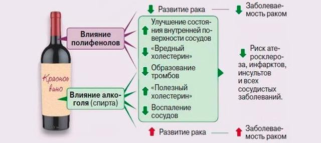 Вино повышает или понижает давление: влияние напитка на сердце в разном возрасте