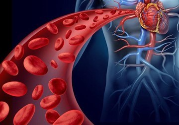 Вино повышает или понижает давление: влияние напитка на сердце в разном возрасте