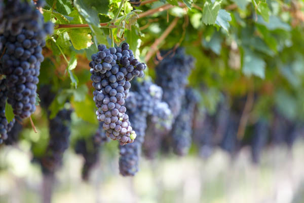 Вино Valpolicella (Вальполичелла): дегустационные характеристики и какие бывают виды этого напитка
