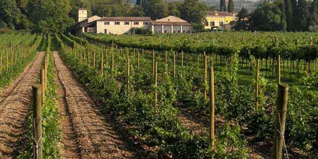 Вино Valpolicella (Вальполичелла): дегустационные характеристики и какие бывают виды этого напитка