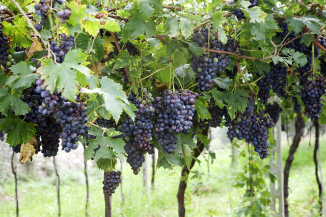 Вино Valpolicella (Вальполичелла): дегустационные характеристики и какие бывают виды этого напитка