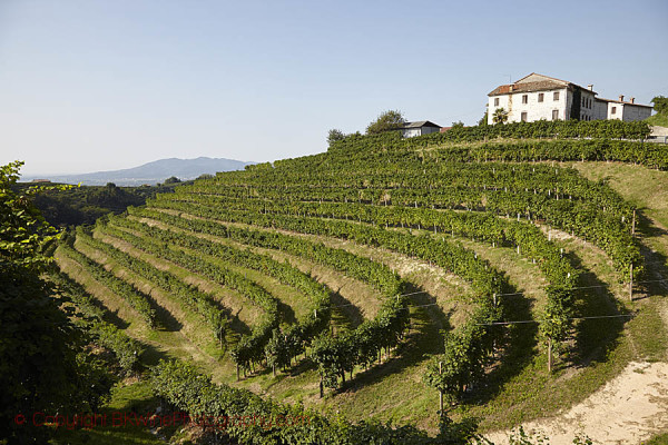 Вино Valpolicella (Вальполичелла): дегустационные характеристики и какие бывают виды этого напитка