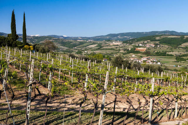 Вино Valpolicella (Вальполичелла): дегустационные характеристики и какие бывают виды этого напитка