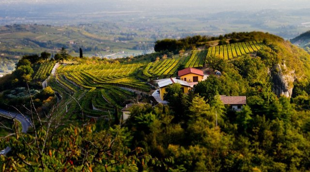 Вино Valpolicella (Вальполичелла): дегустационные характеристики и какие бывают виды этого напитка