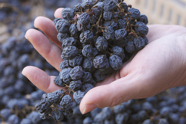 Вино Valpolicella (Вальполичелла): дегустационные характеристики и какие бывают виды этого напитка