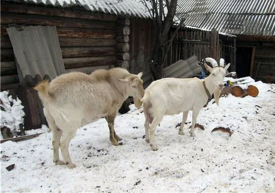 Вся информация про случку и охоту у коз