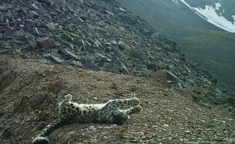 Выбираем лучшую фотоловушку — популярные модели, необходимые характеристики и функции