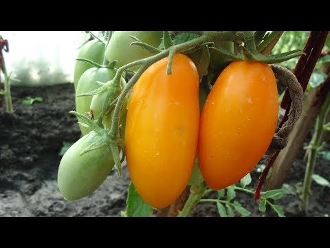 Выращиваем и ухаживаем за томатом «царь-колокол»