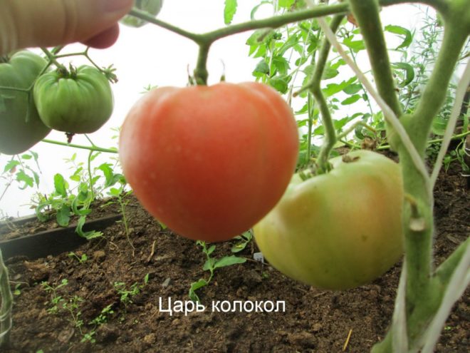 Выращиваем и ухаживаем за томатом «царь-колокол»