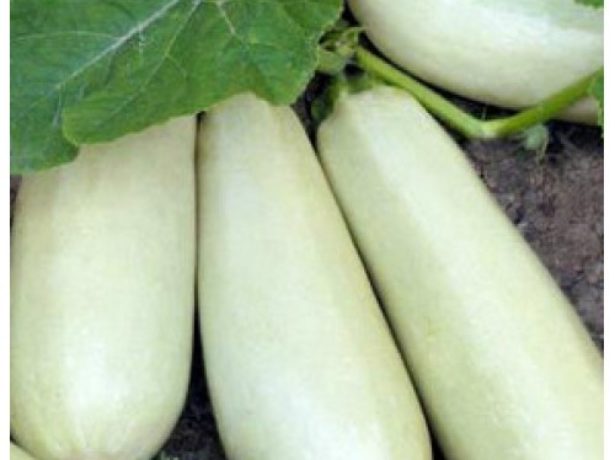 Выращивание кабачков на балконе: выбор сорта, лучшие белоплодные, цукини, сроки посева на рассаду, созревания урожая, правила ухода,  советы, отзывы