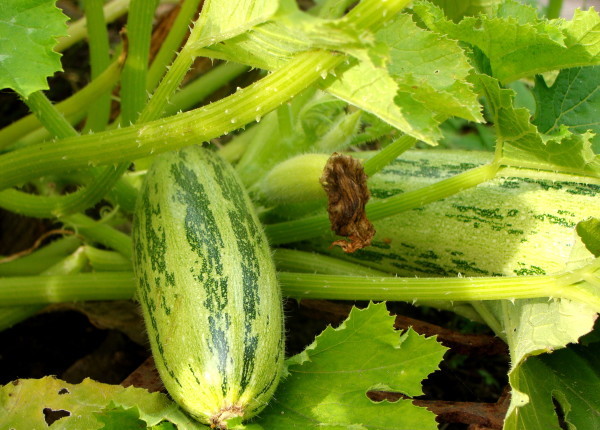 Выращивание кабачков на балконе: выбор сорта, лучшие белоплодные, цукини, сроки посева на рассаду, созревания урожая, правила ухода,  советы, отзывы