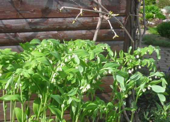 Выращивание купены (55 фото): из семян, посадка, полив, подкормка, уход