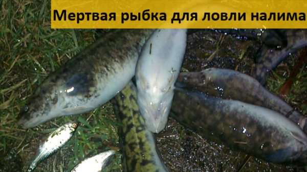 Закидушки для ловли налима