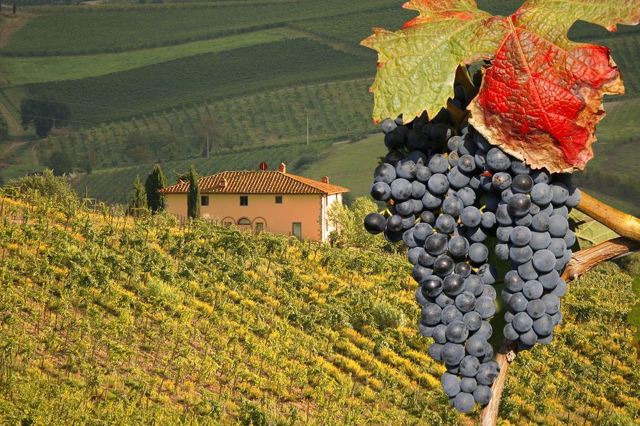 Знаменитое итальянское красное вино Barbaresco (Барбареско): описание и регламент выдержки напитка