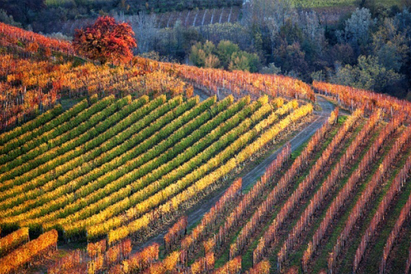 Знаменитое итальянское красное вино Barbaresco (Барбареско): описание и регламент выдержки напитка